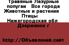 Травяные Лазурные попугаи - Все города Животные и растения » Птицы   . Нижегородская обл.,Дзержинск г.